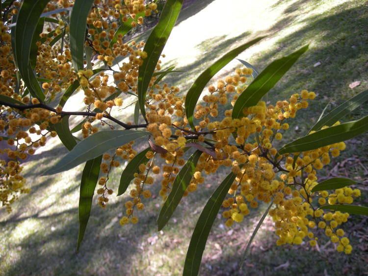 Acacia macradenia Acacia macradenia Wikipedia