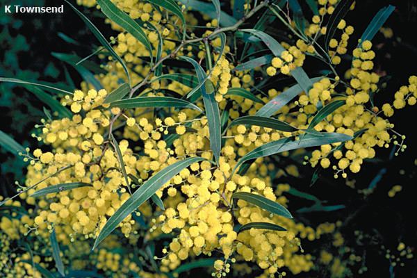 Acacia macradenia anpsaorgaujpgamacrajpg