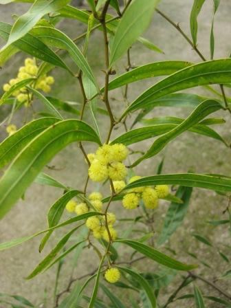 Acacia macradenia Acacia macradenia Australian Native Plants Plants 8007016517