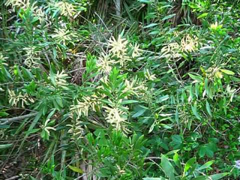 Acacia maidenii Acacia maidenii in flower YouTube