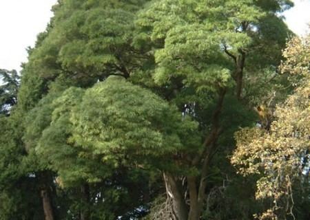 Acacia maidenii Acacia maidenii Trees for a changing climate Metrotrees