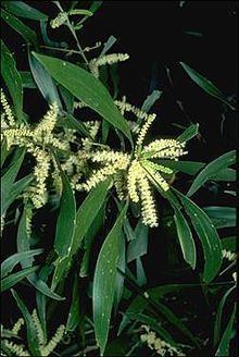 Acacia maidenii httpsuploadwikimediaorgwikipediacommonsthu