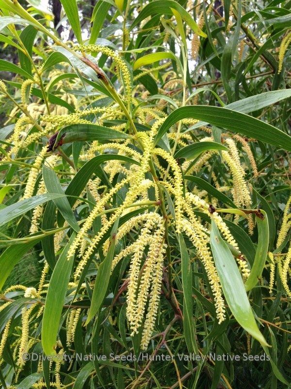 Acacia maidenii Maidens Wattle Native Shaman Medicinal Fresh Organic Seed 