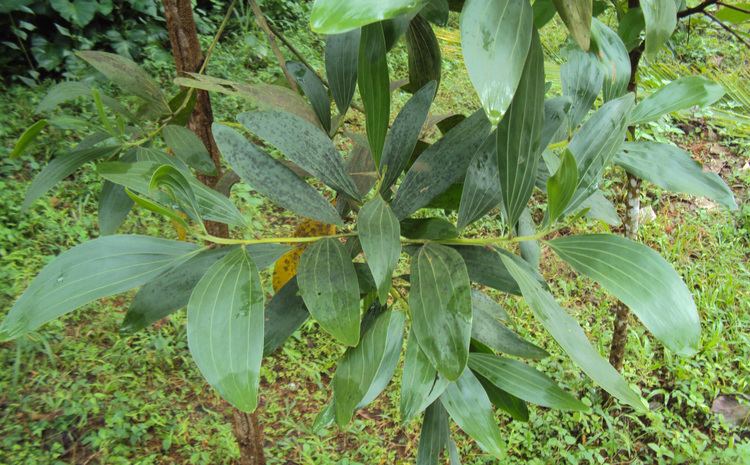 Acacia mangium FileAcacia mangium leavesjpg Wikimedia Commons