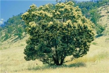 Acacia mearnsii Factsheet Acacia mearnsii