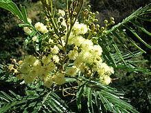 Acacia mearnsii httpsuploadwikimediaorgwikipediacommonsthu