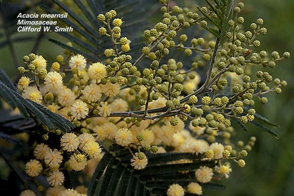 Acacia mearnsii Alien Plants of Hawaii UH Botany