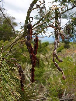 Acacia mearnsii Acacia mearnsii Wikipedia