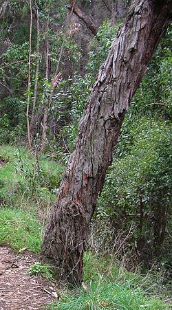 Acacia melanoxylon Acacia melanoxylon Wikipedia