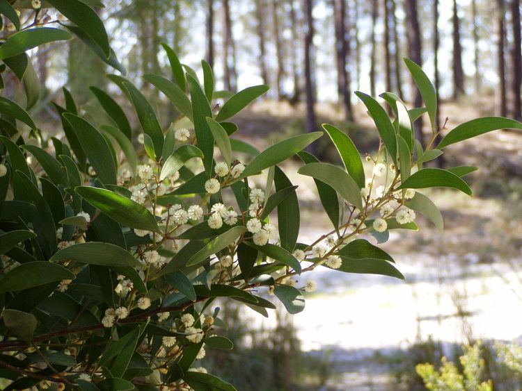 Acacia melanoxylon Acacia melanoxylon RBr