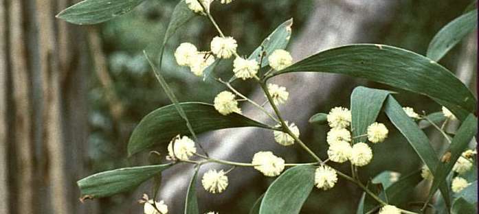 Acacia melanoxylon Blackwood Acacia melanoxylon