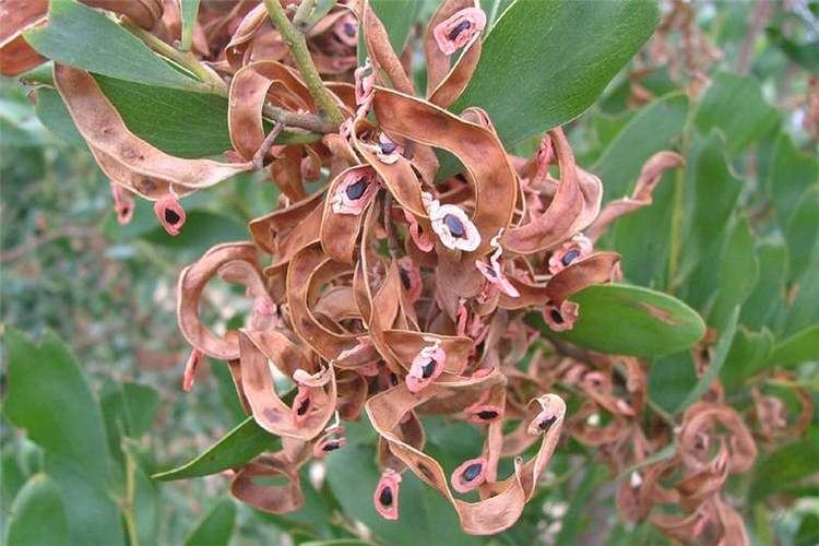 Acacia melanoxylon Factsheet Acacia melanoxylon Australian Blackwood