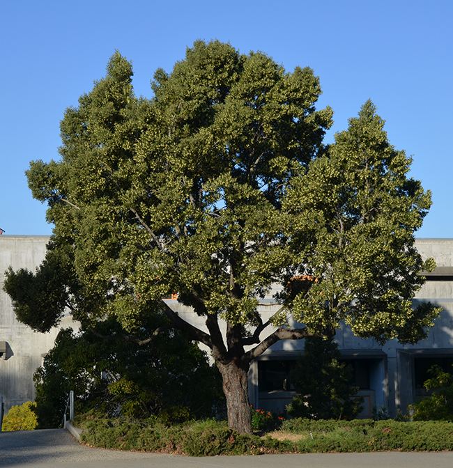 Acacia melanoxylon UFEI SelecTree A Tree Selection Guide