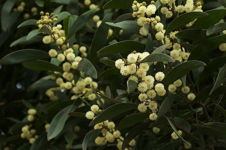 Acacia melanoxylon.jpg