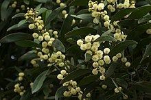 Acacia melanoxylon httpsuploadwikimediaorgwikipediacommonsthu
