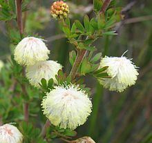 Acacia mitchellii httpsuploadwikimediaorgwikipediacommonsthu