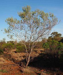 Acacia murrayana httpsuploadwikimediaorgwikipediacommonsthu