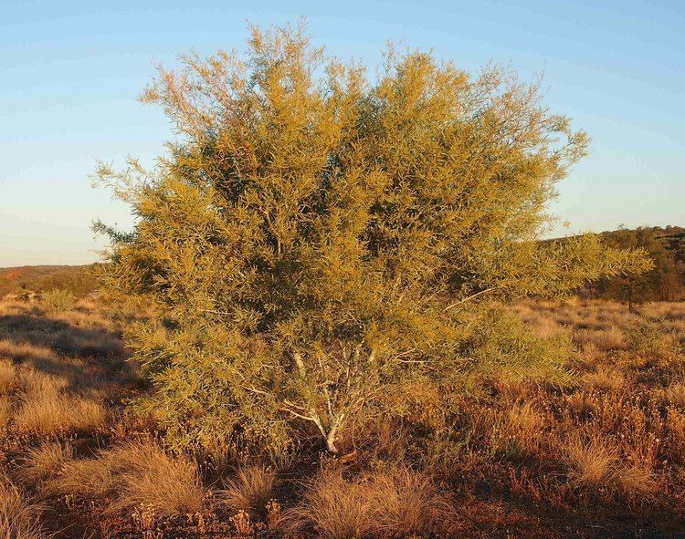 Acacia murrayana FileAcacia murrayanajpg Wikimedia Commons