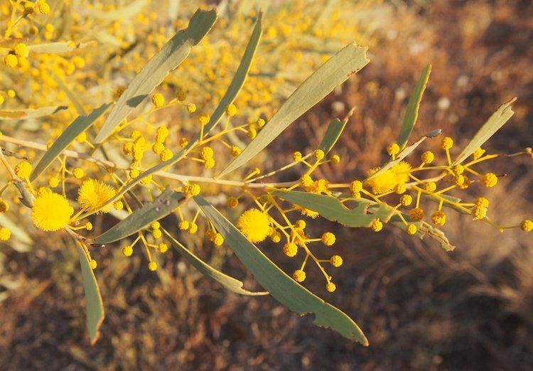 Acacia murrayana FileAcacia murrayana flowersjpg Wikimedia Commons