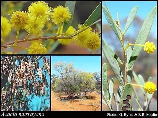 Acacia murrayana Acacia murrayana Benth FloraBase Flora of Western Australia