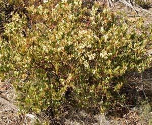 Acacia myrtifolia Key to Tasmanian Dicots
