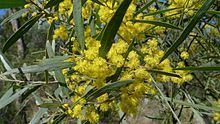 Acacia neriifolia httpsuploadwikimediaorgwikipediacommonsthu