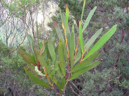 Acacia obtusifolia Acacia obtusifolia Acacia obtusifolia in situ Plantsoma Flickr