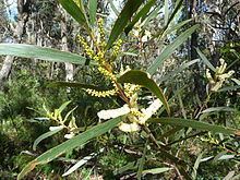 Acacia obtusifolia httpsuploadwikimediaorgwikipediacommonsthu