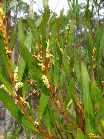 Acacia obtusifolia Buy Superior Organic Acacia obtusifolia Viable Seeds