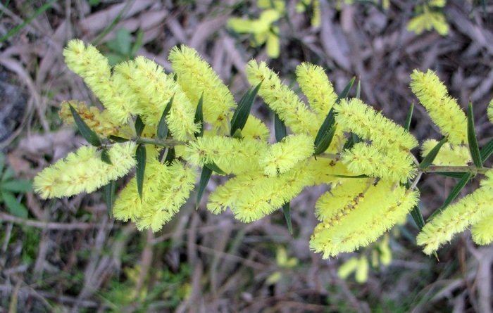 Acacia oxycedrus acacia oxycedrus spike wattle