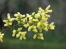 Acacia oxycedrus httpsuploadwikimediaorgwikipediacommonsthu