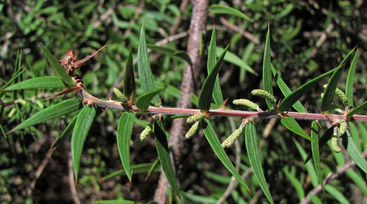 Acacia oxycedrus acacia oxycedrus spike wattle