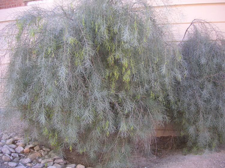Acacia papyrocarpa Find Trees amp Learn University of Arizona Campus Arboretum
