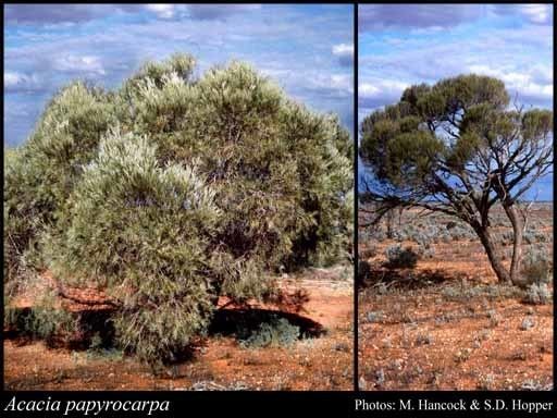 Acacia papyrocarpa httpsflorabasedpawwagovausciencetimage34