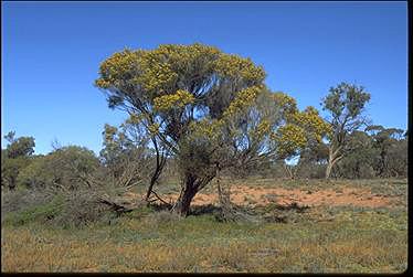 Acacia papyrocarpa Australian National Botanic Gardens Growing Acacia