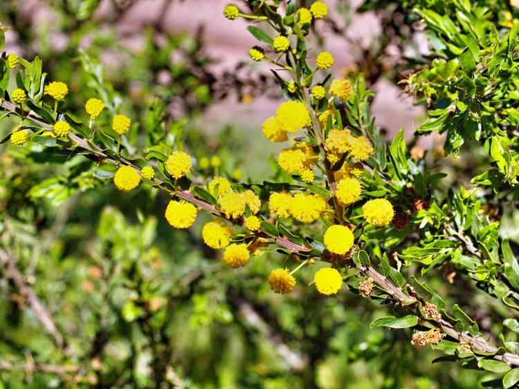 Acacia paradoxa Acacia paradoxa 14 October 2012