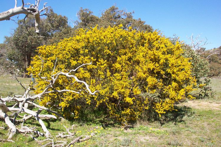 Acacia paradoxa Acacia paradoxa form sixdos Flickr