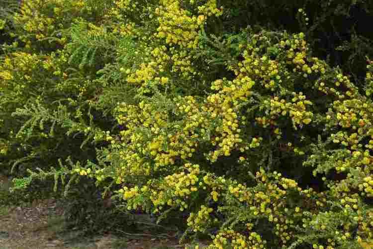 Acacia paradoxa Acacia paradoxa