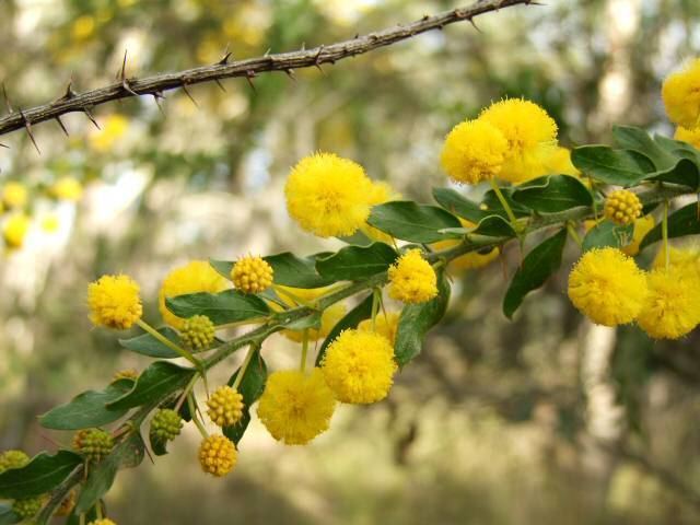 Acacia paradoxa Pinterest The world39s catalog of ideas