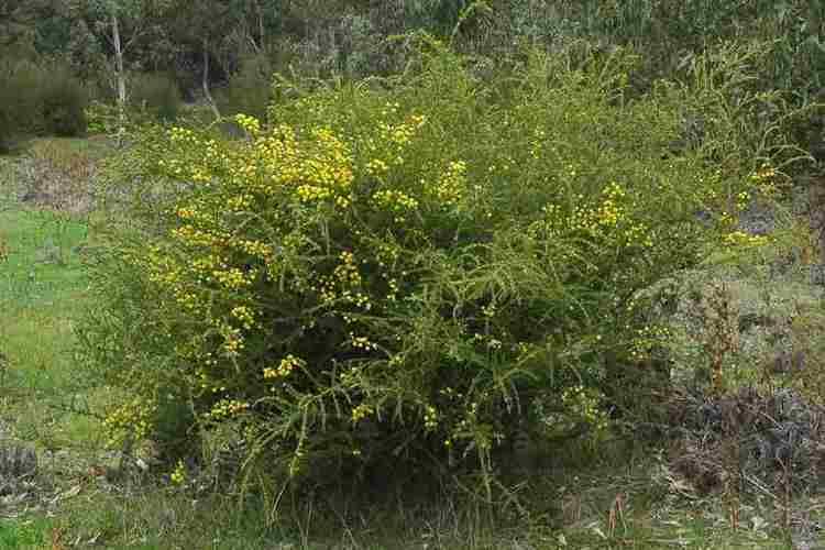 Acacia paradoxa Acacia paradoxa