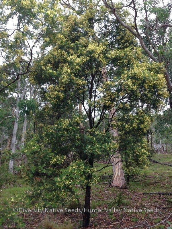 Acacia parramattensis Acacia parramattensis Parramatta wattle Diversity Native Seeds