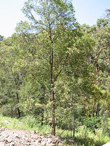 Acacia parramattensis httpsuploadwikimediaorgwikipediacommonsthu