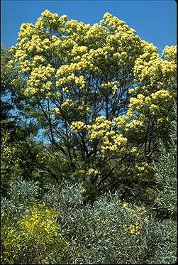 Acacia parramattensis Australian National Botanic Gardens Growing Acacia