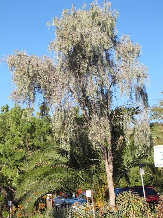 Acacia pendula UFEI SelecTree A Tree Selection Guide