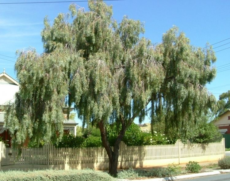 Acacia pendula Arbornet Quality Advanced Trees