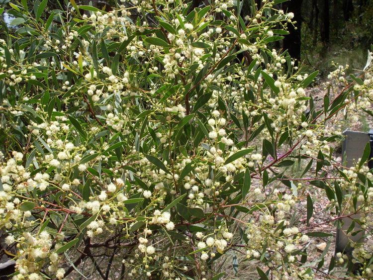 Acacia penninervis FileAcacia penninervis 3235451425jpg Wikimedia Commons