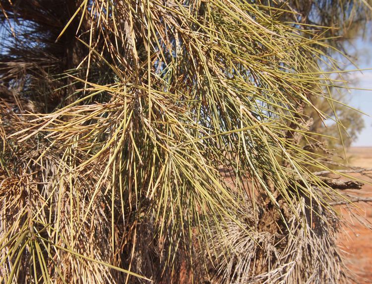 Acacia peuce FileAcacia peuce juvenile foliagejpg Wikimedia Commons