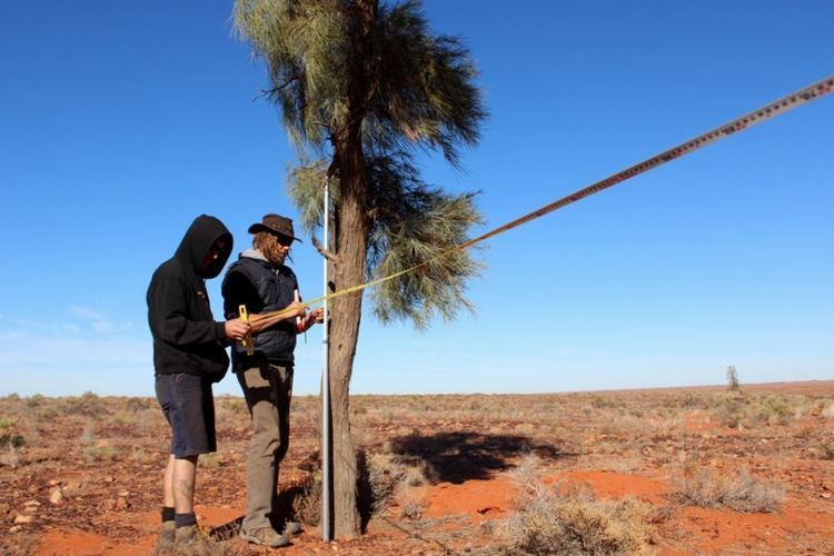 Acacia peuce Volunteers measuring the acacia peuce ABC Rural ABC News