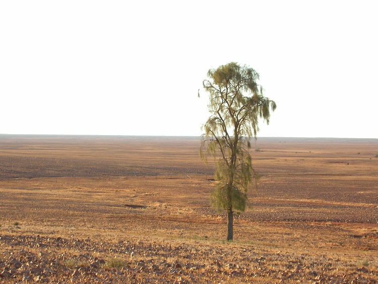 Acacia peuce A Question of Balance Environmental Program