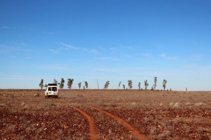 Acacia peuce Australia39s loneliest tree finds some friends ABC Rural ABC News